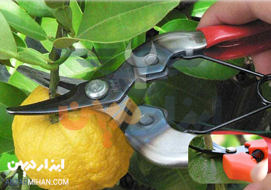 قیچی میوه چین بهترین قیچی باغ برای جدا کردن میوه